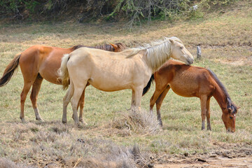 caballos de  jequetepeque