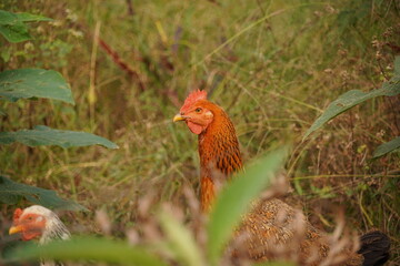 A flock of chickens roam freely in a lush green