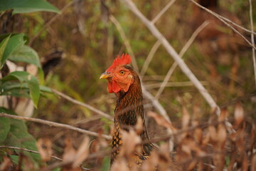 A flock of chickens roam freely in a lush green