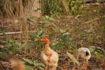 A flock of chickens roam freely in a lush green