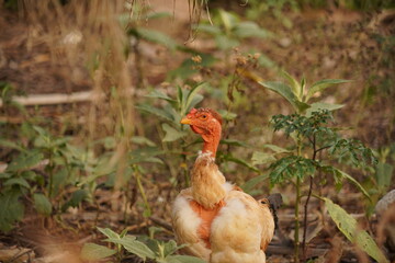 A flock of chickens roam freely in a lush green