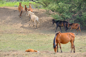 caballos de  jequetepeque