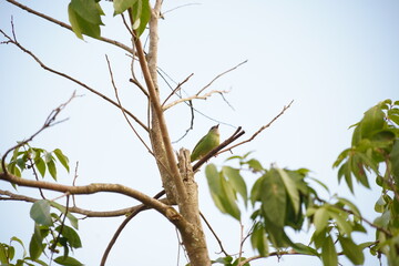 small green bird on branch