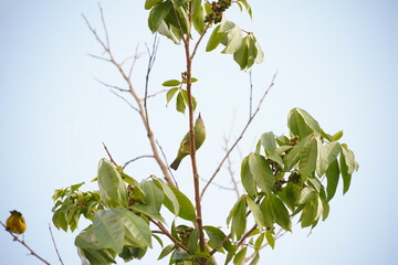 small green bird on branch