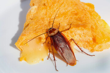 Cockroaches, The problem in the house because of cockroaches living in the kitchen.Cockroach eating whole wheat bread on white background(Isolated background). Cockroaches are carriers of the disease.