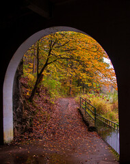 tunnel in the woods