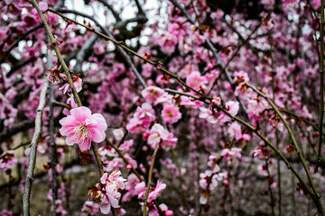 鈴鹿の森庭園の梅花を鑑賞する