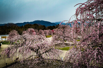 鈴鹿の森庭園の梅花を鑑賞する