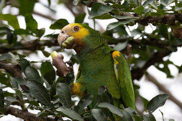 Yellow-Shouldered Amazon Parrot on Caribbean Island