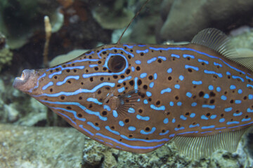 Scrawled Filefish on Caribbean Coral Reef