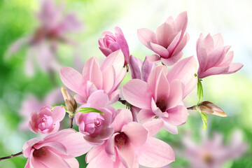 Beautiful pink magnolia flowers outdoors. Amazing spring blossom