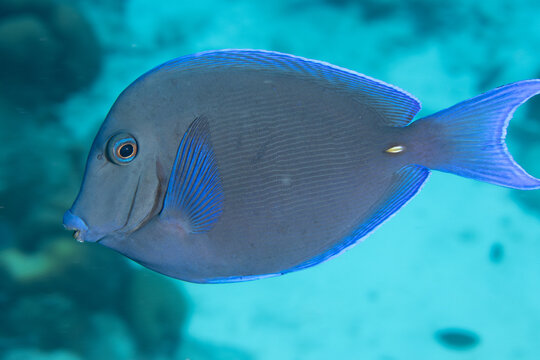 Atlantic Blue Tang on Caribbean Coral Reef