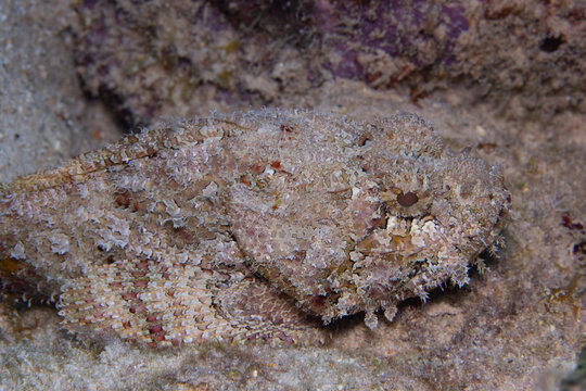 Spotted Scorpionfish on Caribbean Coral Reef