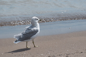 A lone white seagull strutting along the beach on a cool day along the waterline of Lake Erie