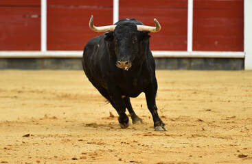 un toro tipico español con grandes cuernos