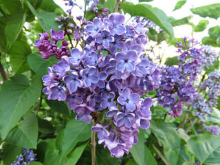 Fluffy lilac background close up