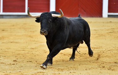 a spanish bull with big horns in the bullring in a traditional spectacle of bullfight