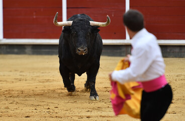 un toro tipico español con grandes cuernos