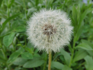 White fluffy dandelion on a background of green greenery