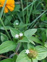 Small white flowers