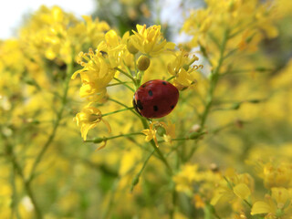 Summer background bright yellow flowers rorippa amphibia