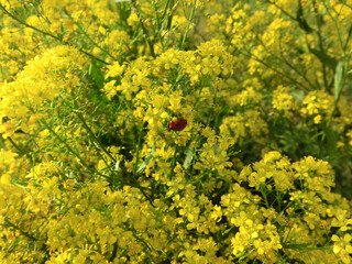 Summer background bright yellow flowers rorippa amphibia