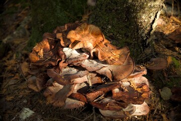 mushrooms in the forest