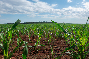 corn plantation on a farm in Mato Grosso do Sul, Brazil