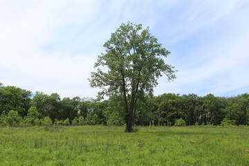Fototapeta na wymiar Cottownwood tree in the center of a meadow with cirrus clouds at Somme Prairie Nature Preserve in Northbrook, Illinois