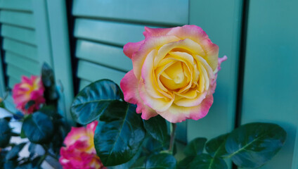  Rosa Bengala Rose chinensis Jacq. Bengal rose, China rose, Chinese rose
