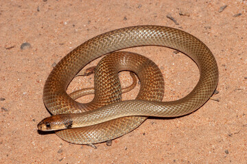 Australian Ringed-brown