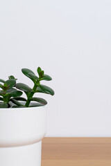 Home plant succulent in white pot at the table.