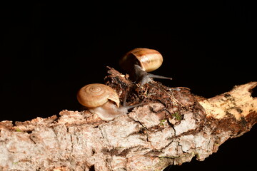 up closed snails