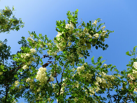 White delicate acacia flowers bottom view