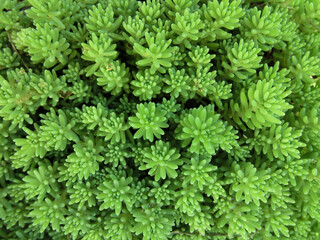 Green background from succulents