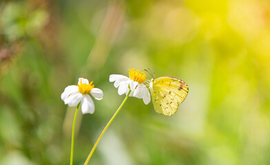 butterfly on yellow flower blooming in the garden - Powered by Adobe