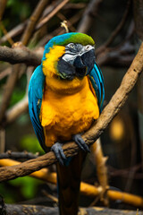 Colorful Macaw Parrot Resting on Branch