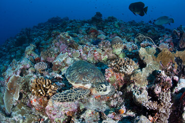 Fototapeta na wymiar A Green sea turtle, Chelonia mydas, swims over a coral reef in the Republic of Palau. This reptile is an endangered species due to it being hunted for food in some coastal communities.