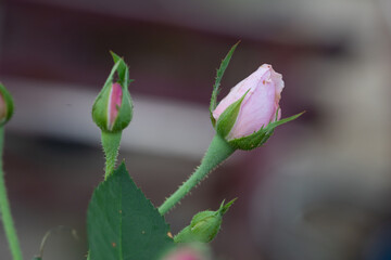 Closed up of pink rosebuds flowers with leave and blur on background