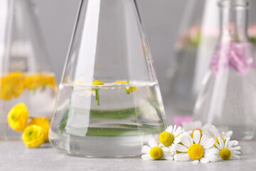 Flask with chamomile flowers on light table, closeup. Essential oil extraction