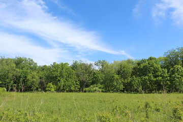 Restored tallgrass prairie with cirrus clouds at Wayside Woods in Morton Grove, Illinois