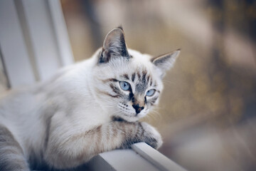 Fototapeta premium Portrait of a sad Thai cat on the windowsill.