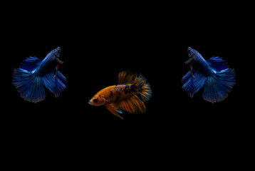 Mix Colorful Fighting Fish, Isolate Black Background