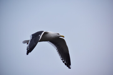 曇天を飛ぶカモメ