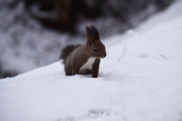雪の上のエゾリス