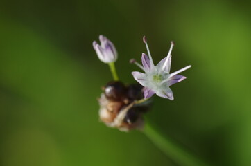 ノビルの花とむかご