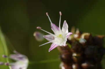 ノビルの花とむかご