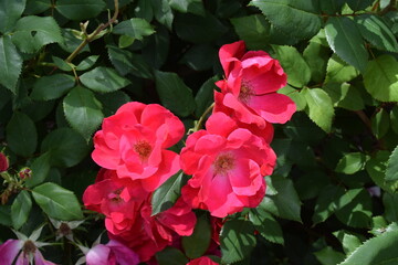 Red roses, flowers