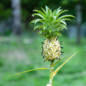 Dwarf Pineapples Plants Cute and Small Fruits for Home and Garden