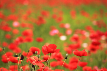 a flower garden with red poppies in bloom